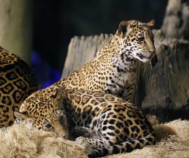 In foreground B'alam and in background Zean rest in their encloseure at the Milwaukee County Zoo . Zean and B'alam are the two newest jaguar cubs with the mother Stella who are now on public exhibit, at four months old. B' alam (who has larger and darker spots as well as a square space on her forehead showing no spots) name means "Great and powerful king in Mayan. Zean encompasses the Belize people living and working in Belize, with all cultures. She has smaller, almost greyish spots on her coat. The names were revealaed at the Milwaukee County Zoo, Wednesday, March 13, 2013. Journal Sentinel photo by Rick Wood/RWOOD@JOURNALSENTINEL.COM