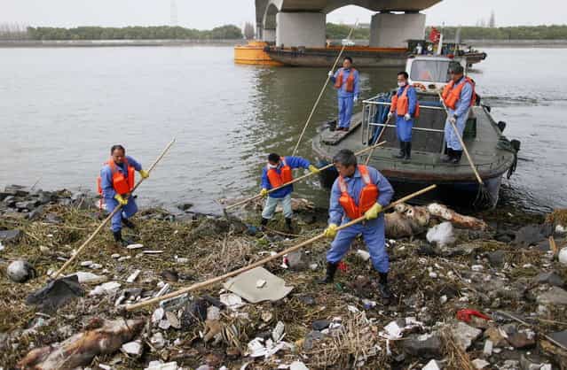 Cleaning workers retrieve the carcasses of pigs from a branch of Huangpu River in Shanghai, March 10, 2013. Over 2,200 pigs have been found dead in one of Shanghai's main water sources, official media reported on March 11, 2013, triggering a public outcry in China where concerns over food safety and environmental pollution run high. Picture taken March 10, 2013. (Photo by Reuters/Stringer)