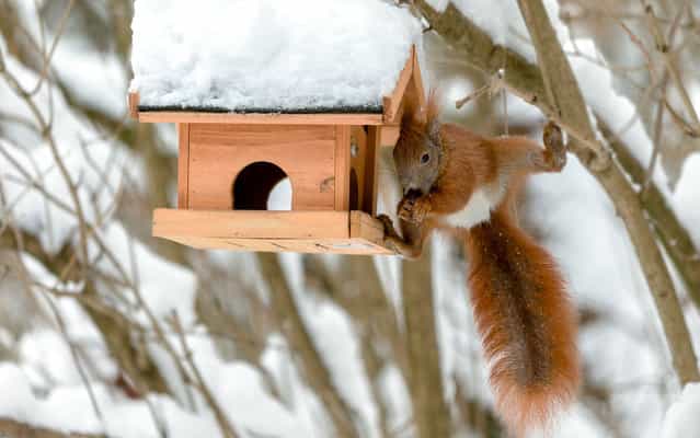 The squirrel steals food from a bird's feeding trough in Bargteheide, Germany, on March 11, 2013. (Photo by Markus Scholz/AFP Photo)