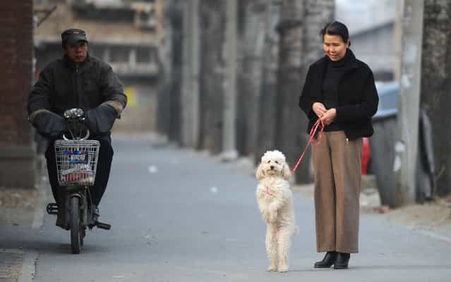 A Chinese woman stands along a road with her dog at a residential community in Beijing on March 11, 2013. Regulations in Beijing and other major Chinese cities ban residents from keeping large dogs in downtown areas, but rules are sometimes flouted. (Photo by Wang Zhao/AFP Photo)