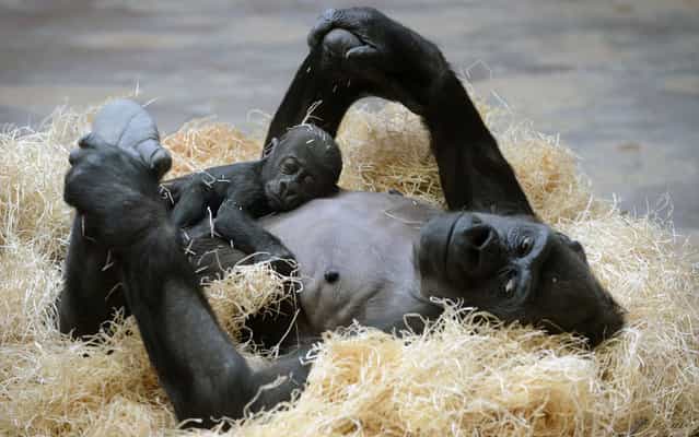 Kijivu, a western lowland gorilla, holds her three months old baby as they rest at the Zoo in Prague, March 15, 2013. (Photo by Michal Cizek/AFP Photo)