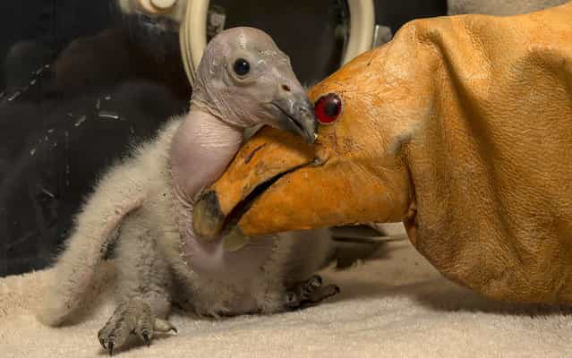 Two-week-old Wesa, the first California condor chick hatched this season at the San Diego Zoo Safari Park, cuddles with a condor puppet, on March 12, 2013. According to her keepers, Wesa has quite the appetite – she’s eating up to 15 mice daily. (Photo by Ken Bohn/AFP Photo/San Diego Zoo)