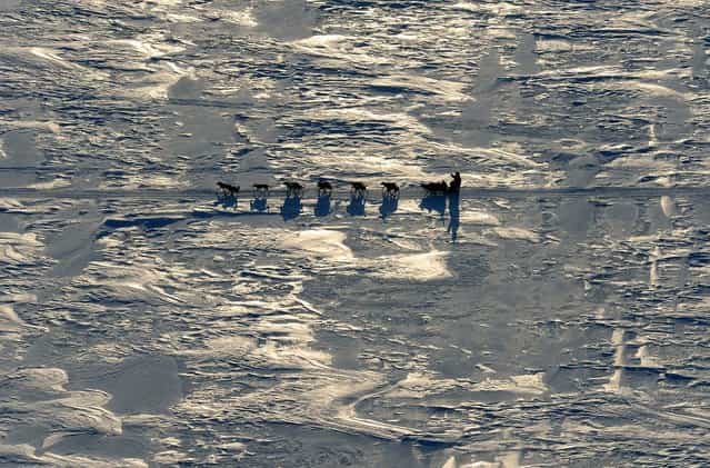 A musher drives a dog team towards the Koyuk checkpoint in Alaska during the Iditarod Trail Sled Dog Race, on March 11, 2013. (Photo by Bill Roth/The Anchorage Daily News)