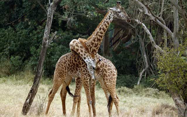 Giraffes play [twisting] his necks in the National Park of Nairóbi, Kenya, on March 11, 2013. (Photo by Marko Djurica/Reuters)