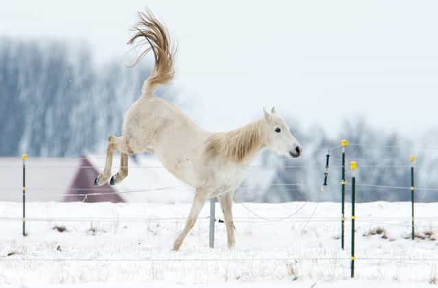 A horse is pictured in Wilkenburg near Hanover, Germany on March 12, 2013. Winter came back to wide parts of the country, bringing snow and cold temperatures. (Photo by Julian Stratenschulte/AFP Photo)