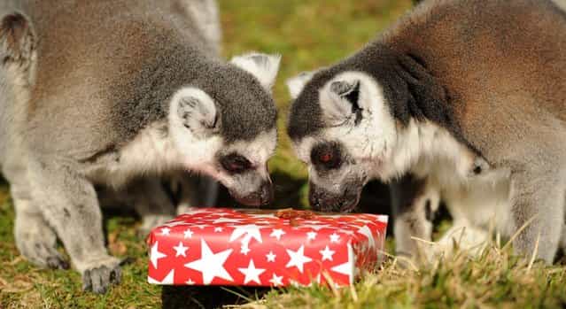 Billy and Taffy, Whipsnade Zoo's ring-tailed lemur twins, with one of their presents during a photocall to celebrate their 25th birthday, March 13, 2013. Billy and Taffy are thought to be the oldest lemur twins in the world. (Photo by Andrew Matthews/PA Wire)