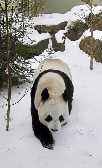 Tian Tian the Panda plays in the snow at Edinburgh Zoo on Monday, March 11, 2013. (Photo by Danny Lawson/PA Wire)