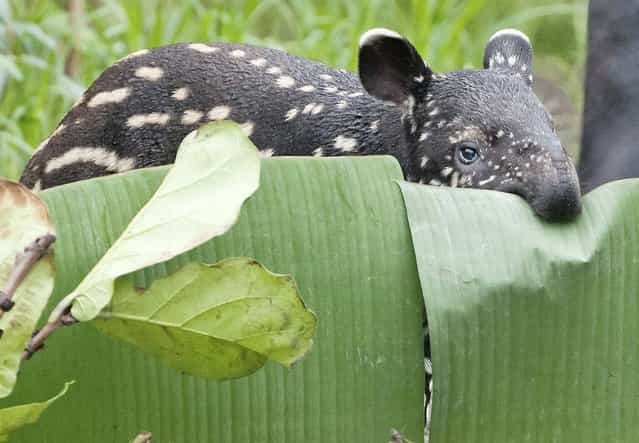 A young Malayan male tapir (Tapirus indicus) stands in the enclosure in the zoo in Leipzig, Germany, Sunday March 10, 2013. The tapir was born on February 9 and has no name yet. (Photo by Jens Meyer/AP Photo)