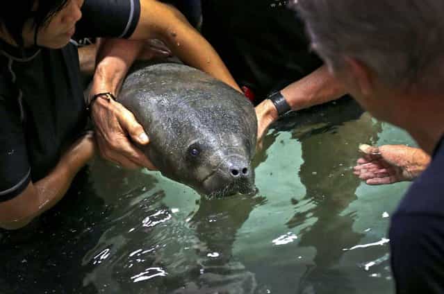 River Safari keepers gently release a 4-month old baby female manatee named Mini, into a holding pool in Singapore, on March 13, 2013. The Singapore Zoo is home to 11 manatees in the newly completed Singapore River Safari. (Photo by Wong Maye-E/Associated Press)