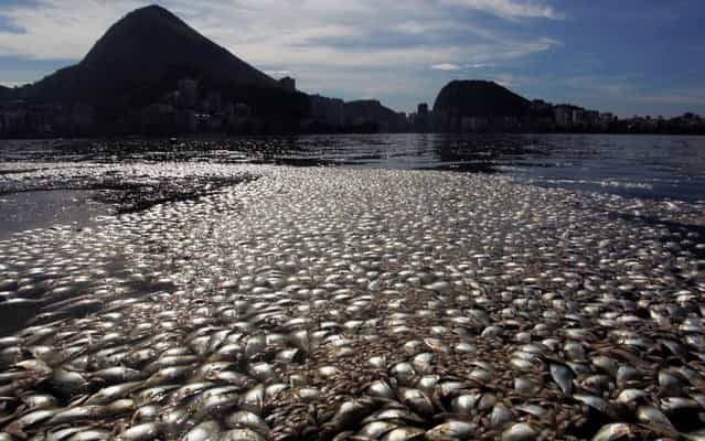 Tons of dead fish float on the waters of the Rodrigo de Freitas lagoon, beside the Corcovado mountain in Rio de Janeiro, Brazil on March 13, 2013. Rio de Janeiro officials are assuring fans that the lagoon that will be used for Olympic rowing events in 2016 is [normally picturesque], but it sure doesn’t look that way now. The Rodrigo de Freitas lagoon was a sea of dead fish earlier this week when algae choked off the lagoon’s oxygen supply, killing 80 tons of yellowtail, catfish, tilapia and sea bass (RIP delicious fish). The algae problem was due to heavy rains which flooded the area with rotting algae. It took municipal officials 48 hours to clear out the dead fish; they’ve had experience before as this problem happens occasionally due to weather or pollution. (Photo by Gabriel de Paiva/Agência O Globo)