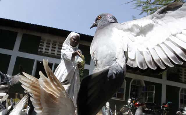 A member of the faithful feeds pigeons at the St. Peter's Legio Maria Manyatta church in the western town of Kisumu, 350km (218 miles) from the capital Nairobi, March 10, 2013. (Photo by Thomas Mukoya/Reuters)