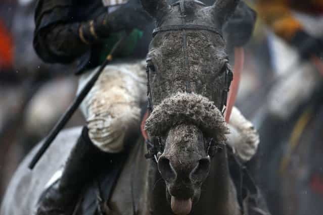Starluck covered in mud after the Vincent O'Brien County Handicap Hurdle during the Cheltenham Gold Cup Day on Day Four of the 2013 Cheltenham Festival at Cheltenham Racecourse, Gloucestershire, UK, on March 15, 2013. (Photo by David Davies/PA Wire)