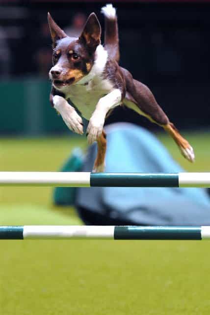 A dog performs a jump during the agility competition on March 10, 2013, the fourth day of the Crufts dog show in Birmingham, England. (Photo by Carl Court/AFP Photo)