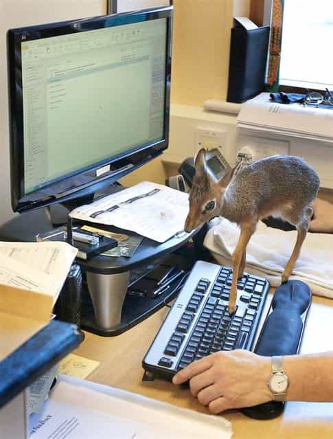 Aluna, a baby Dik-dik, walks across a computer keyboard in the office of Tim Rowlands, curator of mammals at Chester Zoo, in England on March 12, 2013. The miniature antelope which is only 8 inches tall is being hand reared by the Zoo after failing to bond with its mother. (Photo by Phil Noble/Reuters)