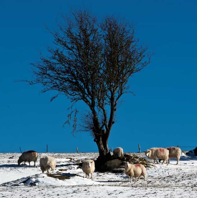 Sheep look for grazing in the snow covered fields, Ballyknockan, Co Wicklow, UK, on March 12, 2013. (Photo by Garry O'Neill)