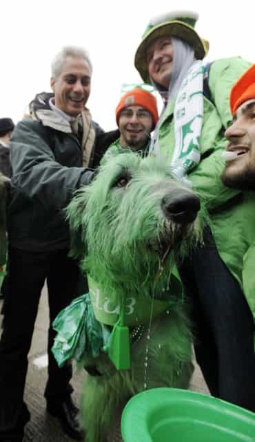 Chicago Mayor Rahm Emanuel left, poses for a photo with [Shamrock] the green dyed Irish Wolfhound and from left, Clancy Shanahan, Tony Shanahan and Cavan Shanahan before the St. Patrick's Day parade in Chicago, Saturday, March, 16, 2013. (Photo by Paul Beaty/AP Photo)