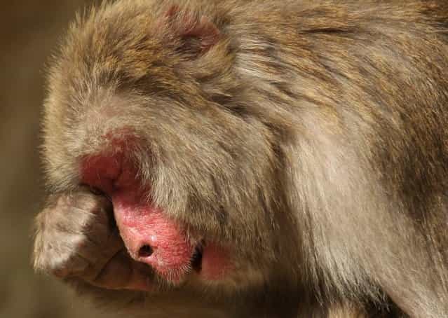 A 20-year-old Japanese macaque monkey named Monday scratches her eyes while suffering an allergy to pollen from the cedar tree at Awajishima Monkey Centre on March 17, 2013 in Sumoto, Japan. Many monkeys are suffering the effects of hay fever at this time of the year, with the typical symptoms being the same as with humans. According to Awajishima Monkey center this year hay fever is higher than last year, the pollen season is from February to April. (Photo by Buddhika Weerasinghe)
