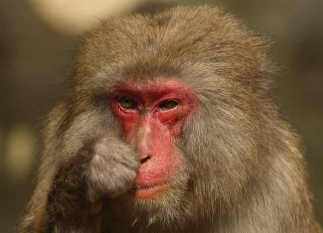 Japanese macaque monkey scratches her noses while suffering an allergy to pollen from the cedar tree at Awajishima Monkey Centre on March 17, 2013 in Sumoto, Japan. Many monkeys are suffering the effects of hay fever at this time of the year, with the typical symptoms being the same as with humans. According to Awajishima Monkey center this year hay fever is higher than last year, the pollen season is from February to April. (Photo by Buddhika Weerasinghe)