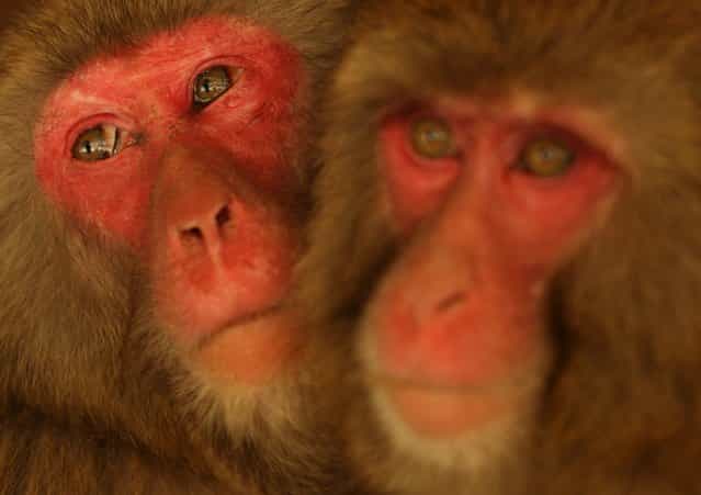 A 14-year-old Japanese macaque monkey named peacock(L) looks on as her eyes water while suffering an allergy to pollen from the cedar tree at Awajishima Monkey Centre on March 17, 2013 in Sumoto, Japan. Many monkeys are suffering the effects of hay fever at this time of the year, with the typical symptoms being the same as with humans. According to Awajishima Monkey center this year hay fever is higher than last year, the pollen season is from February to April. (Photo by Buddhika Weerasinghe)