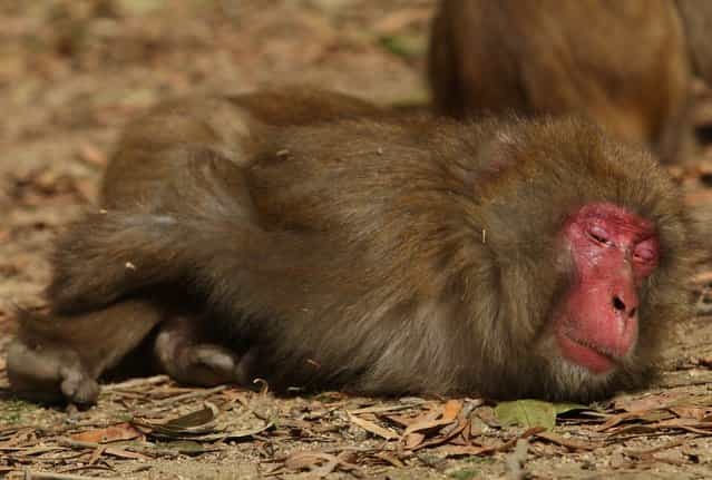 A 16-year-old Japanese macaque monkey named Steaban lays down the ground while suffering an allergy to pollen from the cedar tree at Awajishima Monkey Centre on March 17, 2013 in Sumoto, Japan. Many monkeys are suffering the effects of hay fever at this time of the year, with the typical symptoms being the same as with humans. According to Awajishima Monkey center this year hay fever is higher than last year, the pollen season is from February to April. (Photo by Buddhika Weerasinghe)