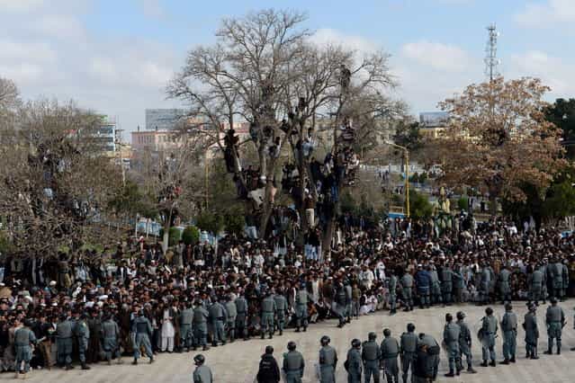 Afghan men climb trees for a better view while other revellers gather for Nowruz festivities at the Hazrat-e Ali shrine in Mazar-i Sharif, the centre of the Afghan new year celebrations, on March 21, 2013. (Photo by Shah Marai/AFP Photo)
