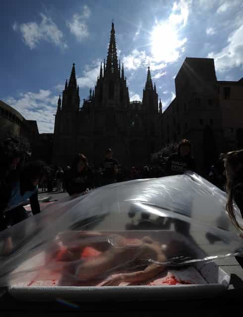 An activist from the animal rights group "Animal Equality" poses in a giant meat packaging tray at the Cathedral square in Barcelona on March 20, 2013 during an event to mark global meat-free day. (Photo by Lluis Gene/AFP Photo)