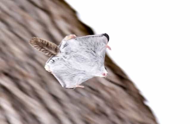 Siberian Flying Squirrels By Masatsugu Ohashi