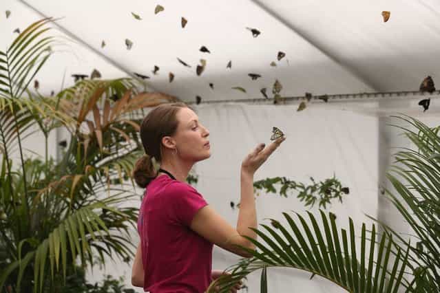 A woman holds a butterfly in the [Sensational Butterflies] exhibition at the Natural History Museum on March 25, 2013 in London, England. The live, tropical butterfly house will be stationed on the Natural History Museum's east lawn from March 29, 2013 until September 15, 2013. (Photo by Oli Scarff)