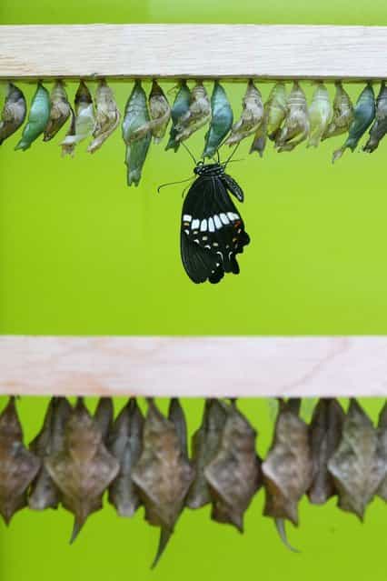 A butterfly emerges from its chrysalis in the [Sensational Butterflies] exhibition at the Natural History Museum on March 25, 2013 in London, England. The live, tropical butterfly house will be stationed on the Natural History Museum's east lawn from March 29, 2013 until September 15, 2013. (Photo by Oli Scarff)