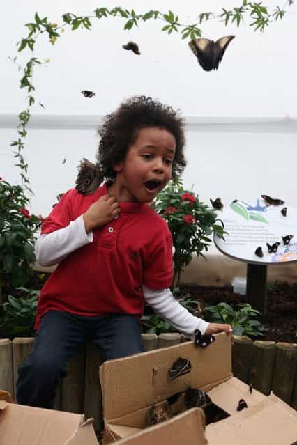 A boy reacts as butterflies are released into the [Sensational Butterflies] exhibition at the Natural History Museum on March 25, 2013 in London, England. The live, tropical butterfly house will be stationed on the Natural History Museum's east lawn from March 29, 2013 until September 15, 2013. (Photo by Oli Scarff)