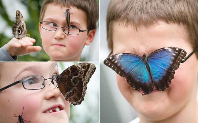 A boy poses with a butterfly on his face during a photocall to promote the "Sensational Butterflies" exhibition at the Natural History Museum in central London, on March 25, 2013. With around 400 live tropical butterflies and moths living in the temporary facility, visitors will get the chance to see them flying freely as well as looking for emerging butterflies at the hatchery window. Running from March 29 to September 15, 2013, the exhibition is housed in a structure in the museum grounds. (Photo by Leon Neal/AFP Photo)