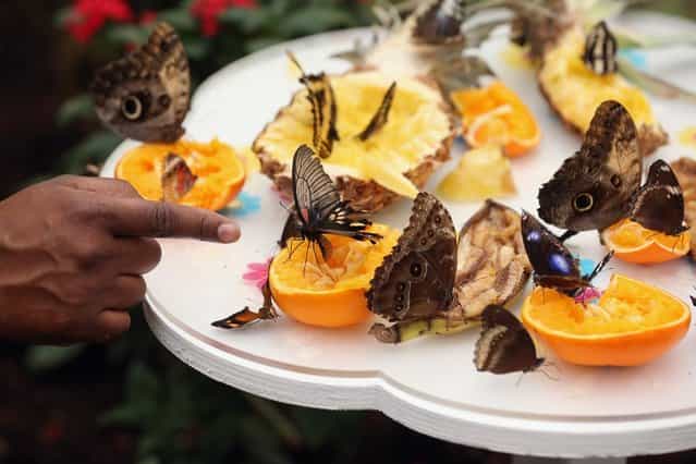 Butterflies rest on fruit in the [Sensational Butterflies] exhibition at the Natural History Museum on March 25, 2013 in London, England. The live, tropical butterfly house will be stationed on the Natural History Museum's east lawn from March 29, 2013 until September 15, 2013. (Photo by Oli Scarff)