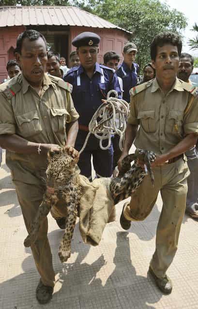 Forest officers carry a tranquilized leopard after rescuing it from a well on the premises of the Kamakhya temple in Gauhati, India, Thursday, April 4, 2013. According to locals, the leopard fell into the well while scouring for food. (Photo by Anupam Nath/AP Photo)