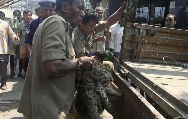 Forest officers load a tranquilized leopard after rescuing it from a well at the premises of the Kamakhya temple in Gauhati, India, Thursday, April 4, 2013. According to locals, the leopard fell into the well while scouring for food. (Photo by Anupam Nath/AP Photo)