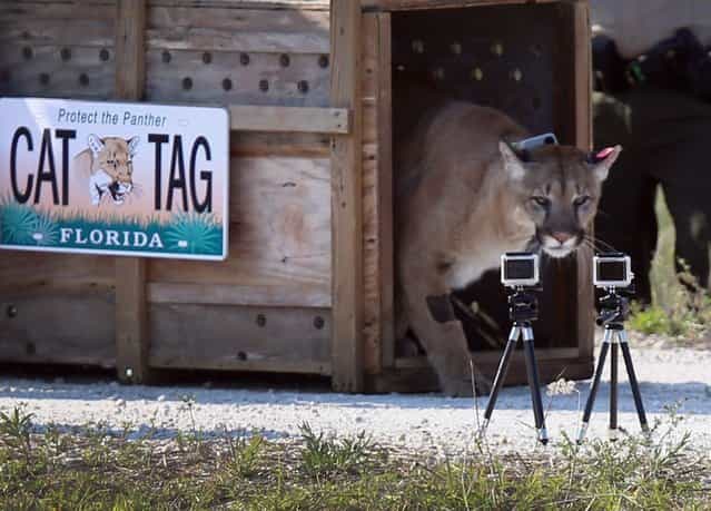 A 2-year-old Florida panther is released into the wild by the Florida Fish and Wildlife Conservation Commission (FWC) on April 3, 2013 in West Palm Beach, Florida. The panther and its sister had been raised at the White Oak Conservation Center since they were 5 months old. The FWC rescued the two panthers as kittens in September 2011 in northern Collier County after their mother was found dead. The panther is healthy and has grown to a size that should prepare him for life in the wild. (Photo by Joe Raedle)