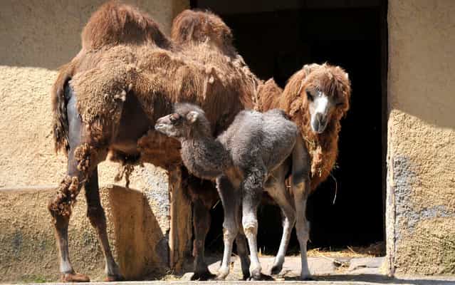 New born camel [Amelia] is seen with her mother at the Bioparco Zoo on April 10, 2013 in Rome, Italy. Amelia, a female Bactrian camel, was born on March 25, 2013. (Photo by Tiziana Fabi/AFP Photo)