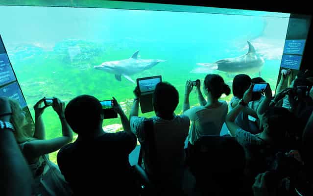 Visitors get a closer look of the dolphins at the marine life park South East Asia world’s largest aquarium at Resort World Sentosa in Singapore, on April 9, 2013. Resorts World Sentosa’s S.E.A. Aquarium is now the official record holder of two Guinness World Records , the largest aquarium and largest acrylic panel. (Photo by Roslan Rahman/AFP Photo)