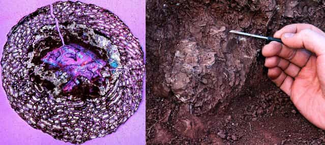 An international team of scientists discovered a cache of dinosaur embryos near the city of Lufeng, in Yunnan, China. Estimated to be 190 million years old, the fossilized bones are among the oldest dinosaur embryos in the world. In undated photos, embryonic humerus, as it is preserved in the sediments, is seen at right, and a preserved thigh bone is seen in cross section at left. The purple color is caused by the lamba filter used for effective visualization. The honeycomb like external area is embryonic bone tissue with large primary spaces for blood vessels, bone making cells called osteoblasts, and other soft tissues needed for growth. The central portion is the medullary cavity, in this case filled with crystals that formed during fossilization. (Photo by University of Toronto)