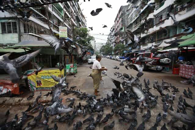 A woman feeds pigeons at Muslim area in Yangon. An ultra-nationalist Buddhist creed is becoming more visible in Myanmar's commercial capital, Yangon, after monks from the apartheid-like movement helped stoke a wave of anti-Muslim violence in the central heartlands. Many Muslims in the city say they are living in fear after dozens of members of their faith were killed in March by Buddhist mobs whipped up by monks from the [969] movement, a name that refers to attributes of the Buddha, his teachings and the monkhood. (Photo by Soe Zeya Tun/Reuters)
