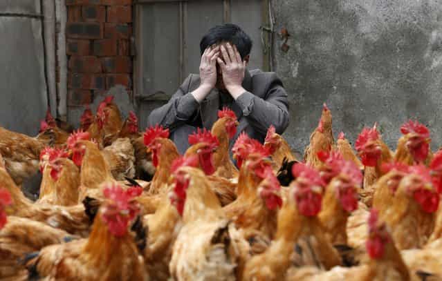 A breeder covers his face as he sits behind his chickens, which according to the breeder are not infected with the H7N9 virus, in Yuxin township, Zhejiang province, April 11, 2013. According to chicken breeders, their businesses are strongly affected as all six local poultry markets in Yuxin are closed for preventing the transmission of the H7N9 virus. Nine people have died out of 33 confirmed cases of the virus, all in eastern China, according to data from the National Health and Family Planning Commission. State media quoted authorities as saying a vaccine should be ready within months. (Photo by William Hong/Reuters)