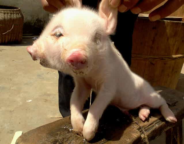 This picture taken on April 10, 2013 shows a newly born two-headed pig in a village in Jiujiang, east China's Jiangxi province. A local veterinarian said it is was suffering a rare deformity and would find it difficult to survive. (Photo by AFP Photo)