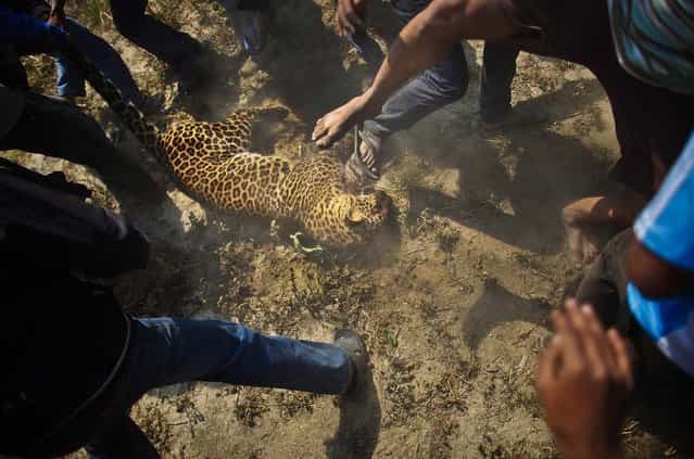 People stomp on the dead leopard after it was captured in Katmandu, Nepal, on April 10, 2013. (Photo by Niranjan Shrestha)
