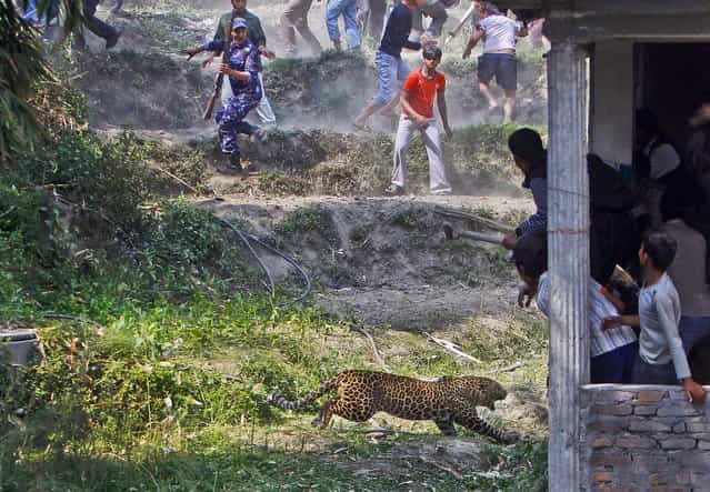 A leopard runs to at people as they run for cover in Katmandu, Nepal, on April 10, 2013. According to reports, 15 people were injured including three policemen and two officials from the Department of Forest. The leopard was later killed with the help of Nepalese policemen and local media. (Photo by Niranjan Shrestha/Associated Press)
