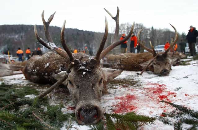 Wild game of deer is arranged in a line at a demonstration place called [Streckenplatz] after a driven hunt event at a U.S. military training area in Hohenfels near Regensburg December 14, 2012. The hunt takes place during the closed season for hunting game at one of Germany's biggest military training ground on about 16,000 hectares. Picture taken December 14, 2012. (Photo by Michaela Rehle/Reuters)