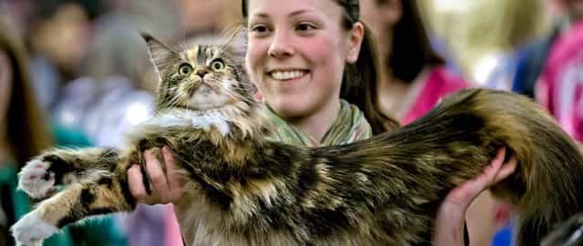A Norwegian forest cat is held by its owner during an international feline beauty competition in Bucharest, Romania, on April 6, 2013. (Photo by Vadim Ghirda/Associated Press)