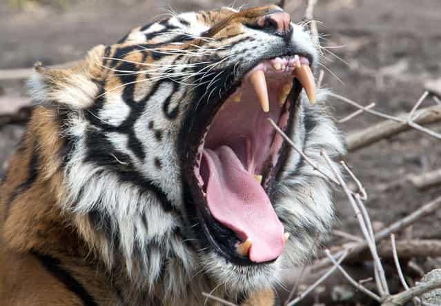 Male Sumatran tiger [Iban] yawns in its enclosure in the Frankfurt Zoo Monday April 8, 2013. Weather forecasts predict rising temperatures and rainy weather for the next few days in Germany. (Photo by Boris Roessler/AP Photo/Dpa)