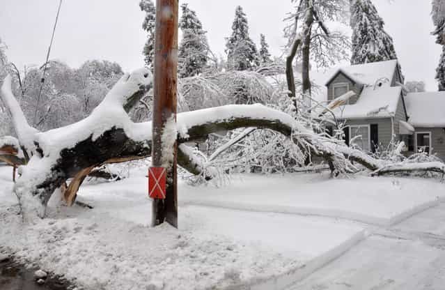 A large uprooted tree lies across the yard of a house across the street from McKennan Park in Sioux Falls, S.D. on Thursday, April 11, 2013. An ice storm followed by more than 6 inches of heavy, wet snow downed trees and power lines across the city. (Photo by Dirk Lammers/AP Photo)