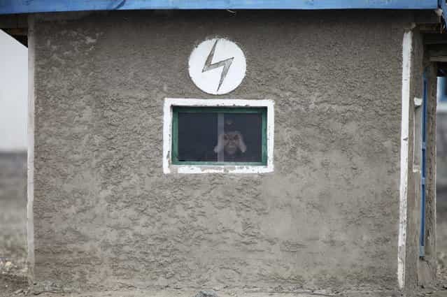 A North Korean soldier looks out of the window of a guard tower, on the banks of Yalu River, about 100 km (62 miles) from the North Korean town of Sinuiju, opposite the Chinese border city of Dandong, April 16, 2013. North Korea issued new threats against South Korea on Tuesday, vowing [sledge-hammer blows] of retaliation if South Korea did not apologise for anti-North Korean protests the previous day when the North was celebrating the birth of its founding leader. (Photo by Jacky Chen/Reuters)