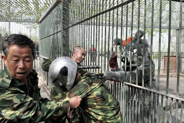 Staff take part in a preventive exercise against animal escape in order to enhance its capability of emergency handling at a Zoo in Taiyuan, Shanxi province, China, on April 17, 2013. (Photo by Reuters/China Daily)