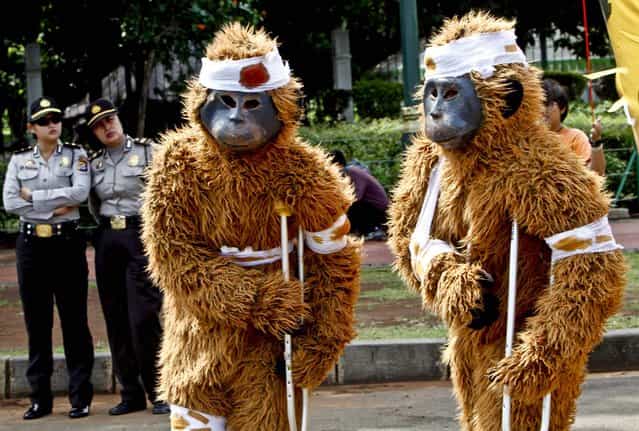 Activists dressed as injured orangutans take part in a protest demanding that Indonesian President Susilo Bambang Yudhoyono take immediate action to save the animals in Jakarta, Indonesia, Monday, April 15, 2013. Orangutan populations in Indonesia's Borneo and Sumatera island are facing severe threats from habitat loss, illegal logging, fires and poaching. (Photo by Tatan Syuflana/Associated Press)
